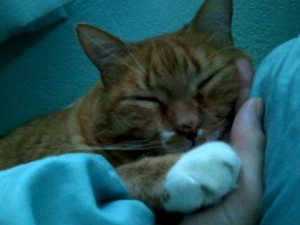 Boris asleep in my hand